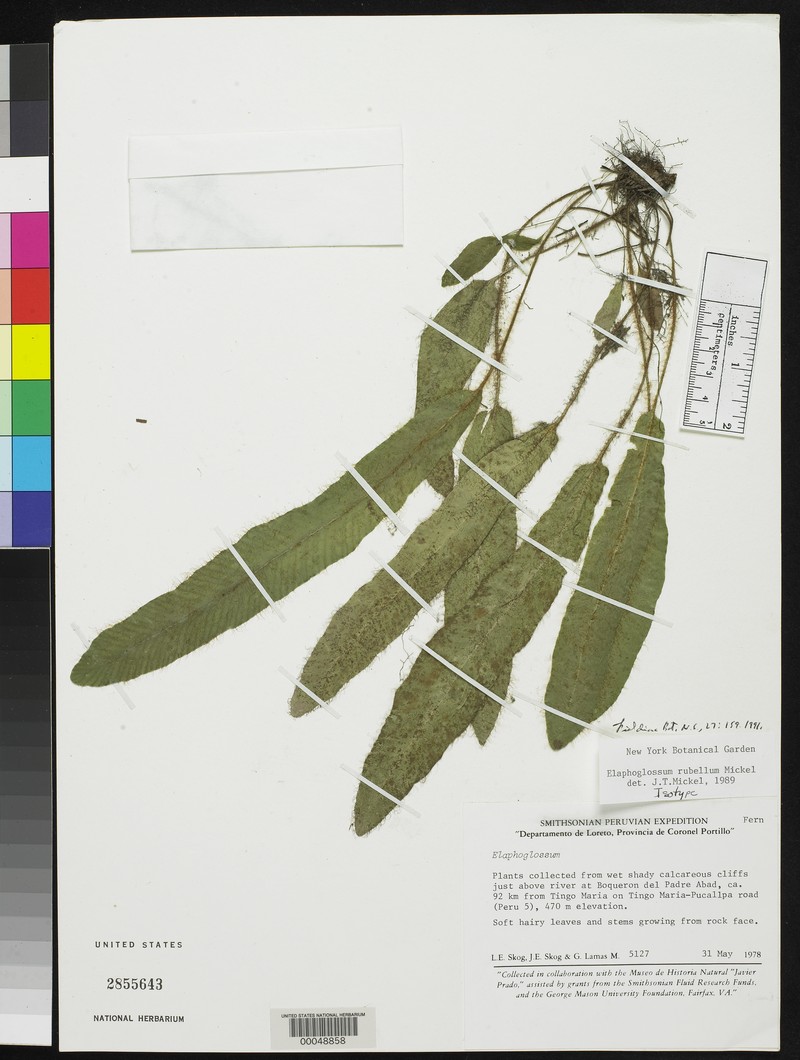 Elaphoglossum rubellum