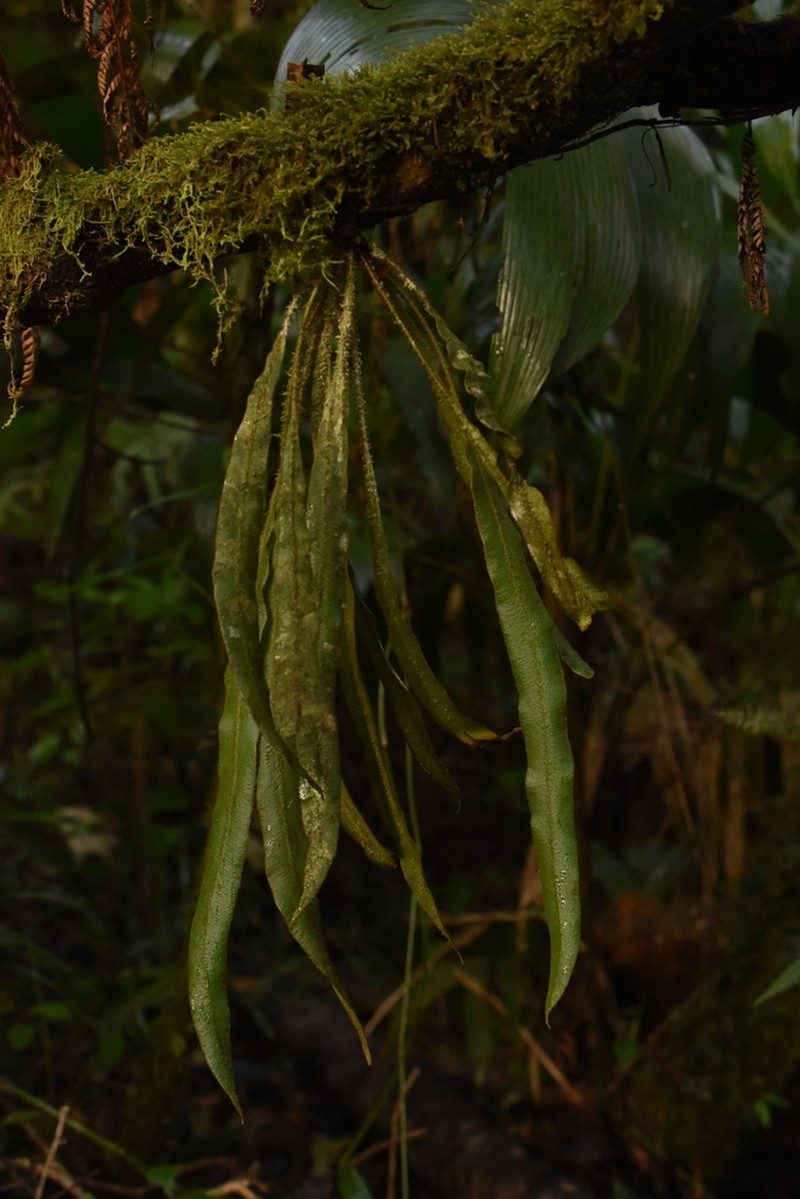 Elaphoglossum rubescens