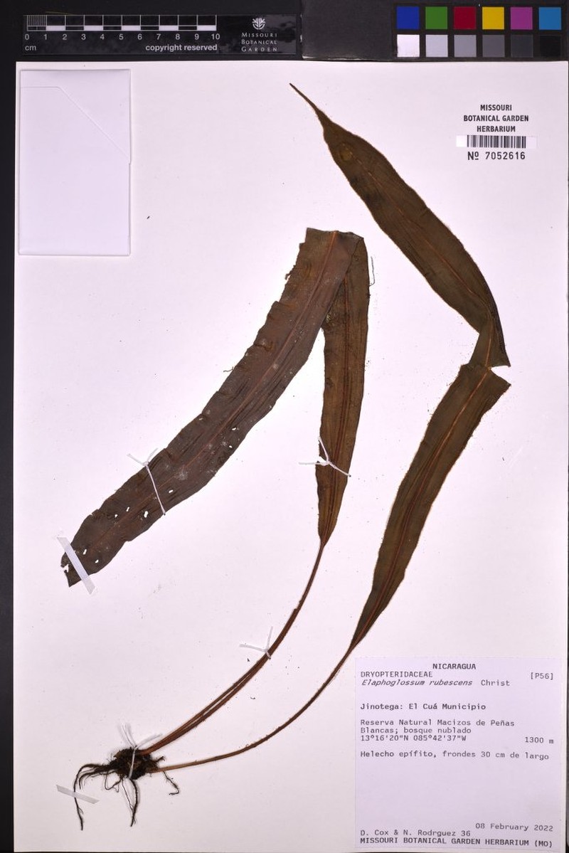 Elaphoglossum rubescens photo 2