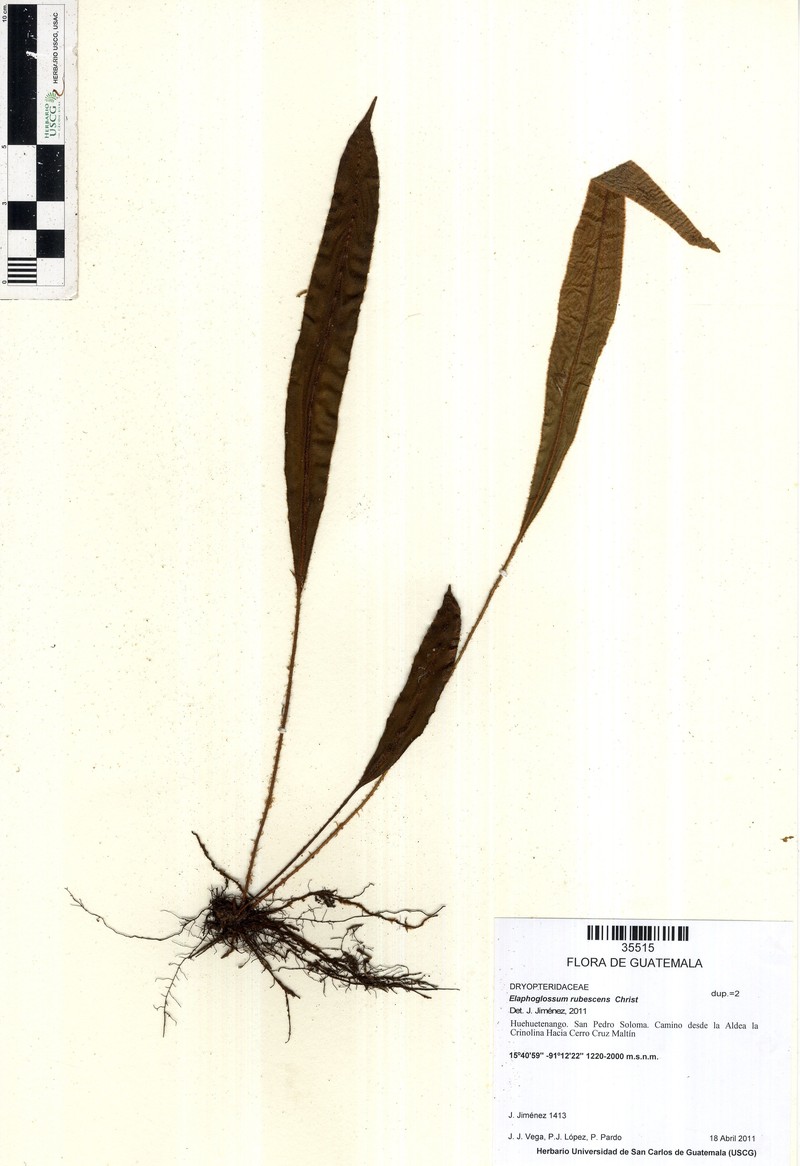Elaphoglossum rubescens photo 3