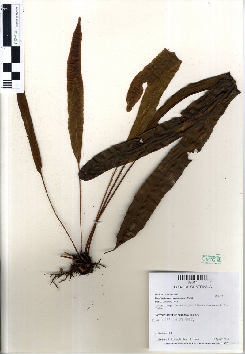 Elaphoglossum rubescens photo 4