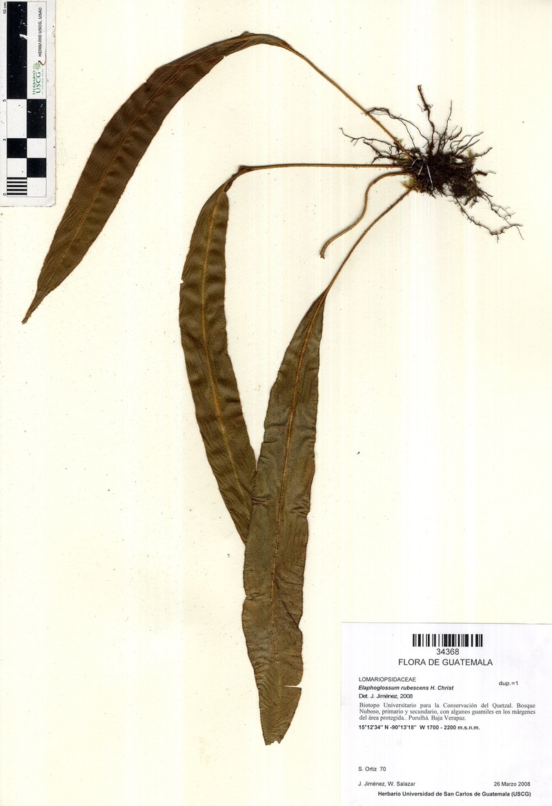 Elaphoglossum rubescens photo 5