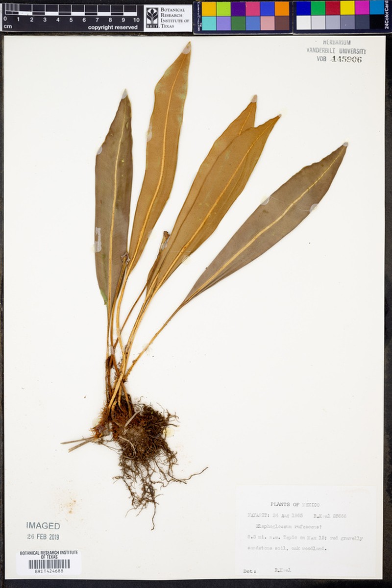 Elaphoglossum rufescens