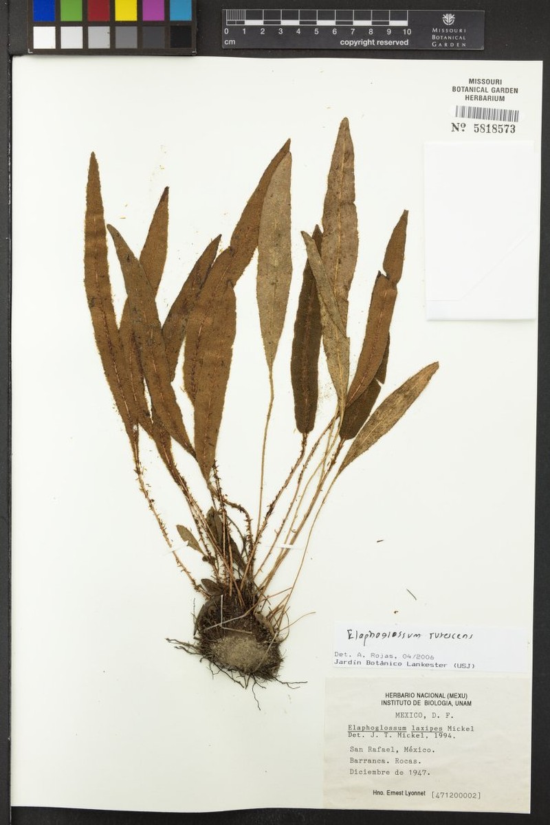 Elaphoglossum rufescens photo 2