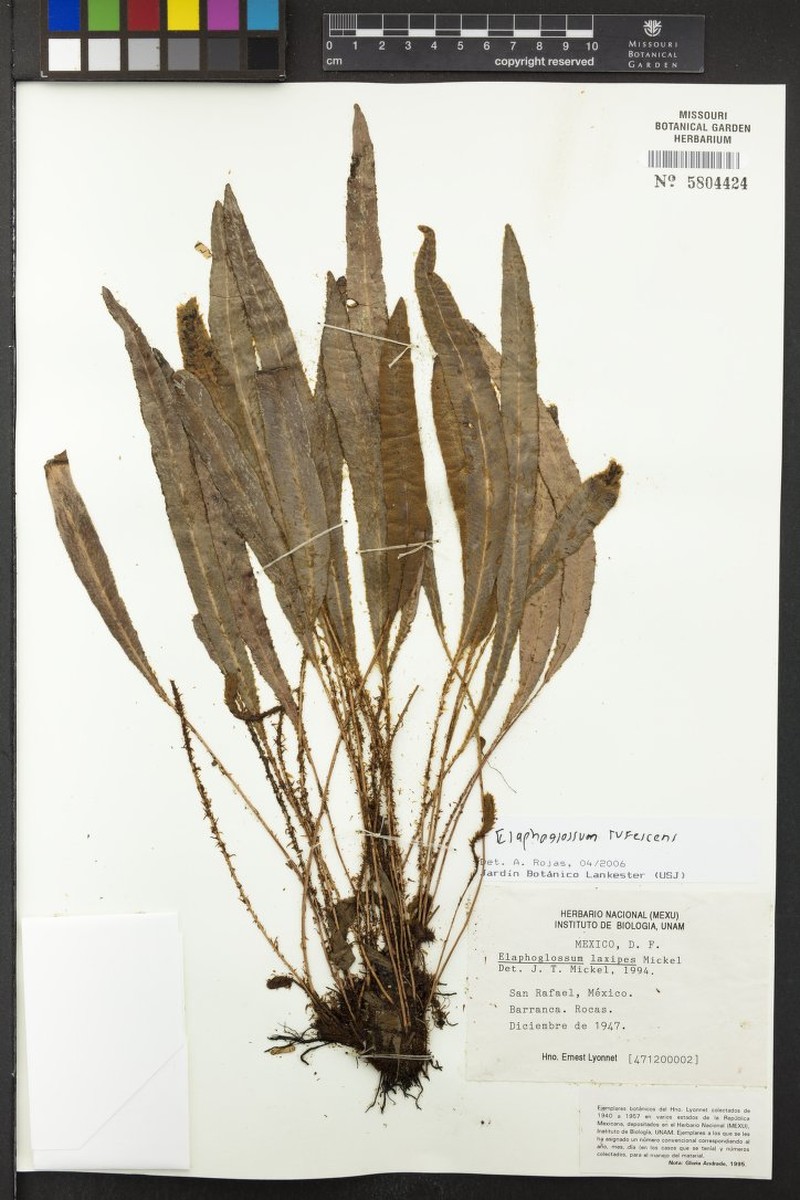 Elaphoglossum rufescens photo 3