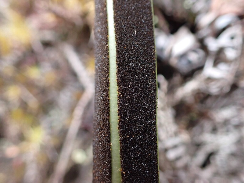 Elaphoglossum ruficomum