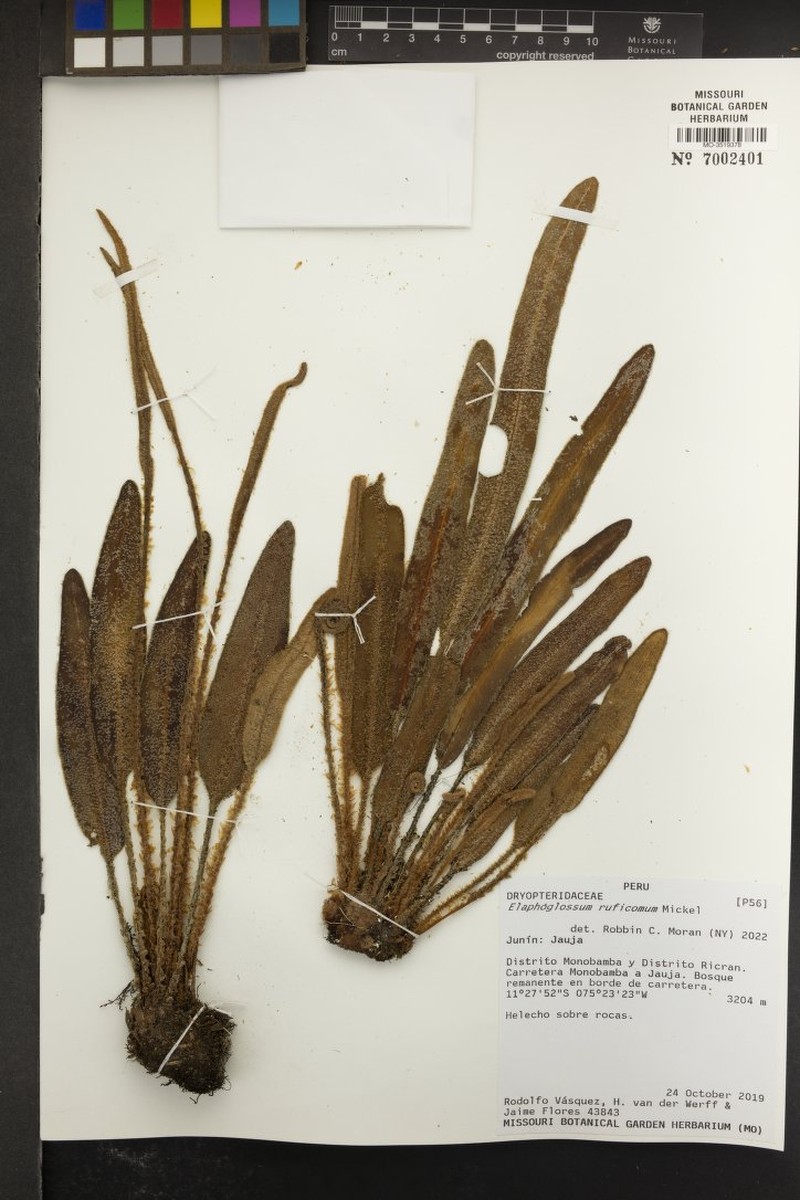 Elaphoglossum ruficomum photo 2