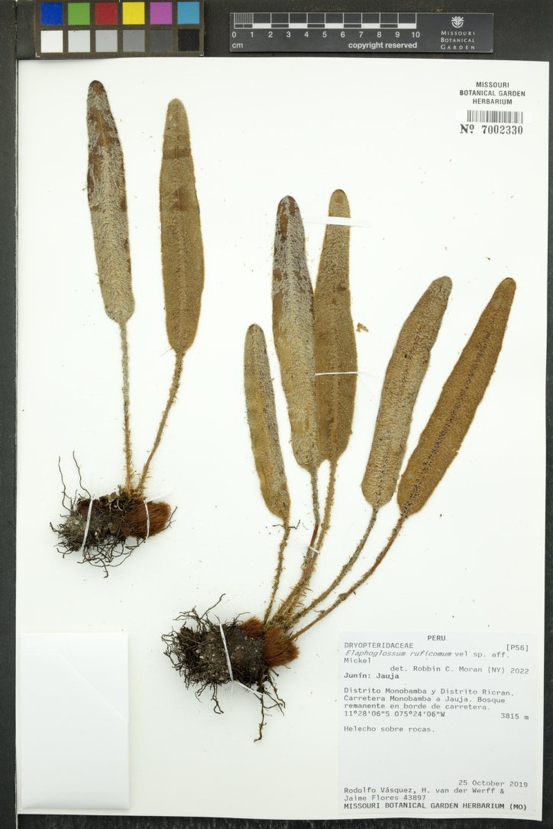 Elaphoglossum ruficomum photo 3