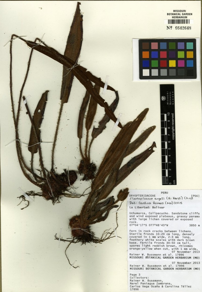 Elaphoglossum ruficomum photo 4