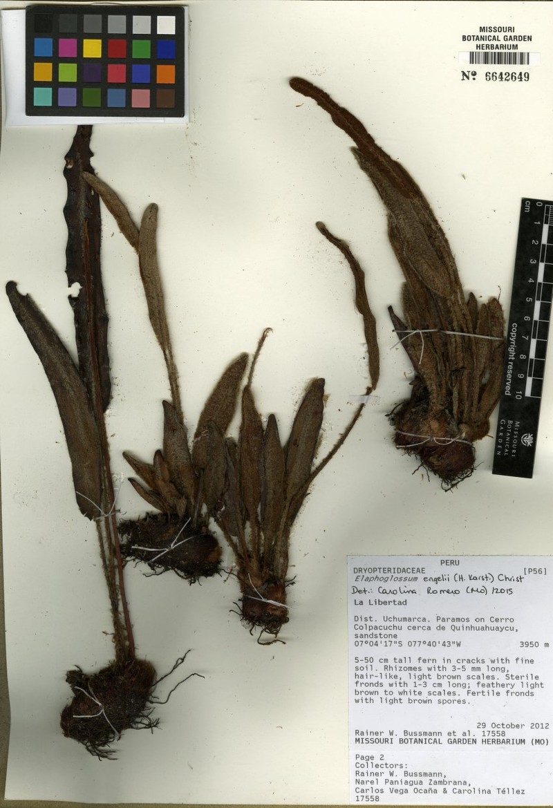 Elaphoglossum ruficomum photo 5