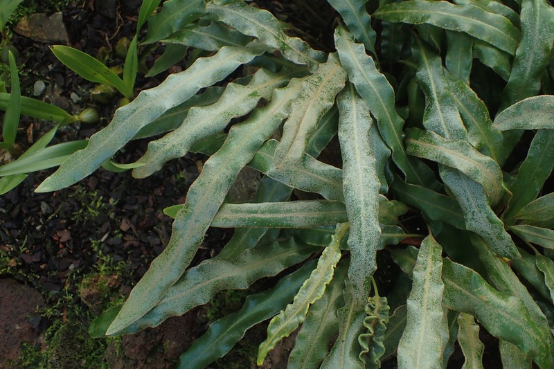 Elaphoglossum rupestre