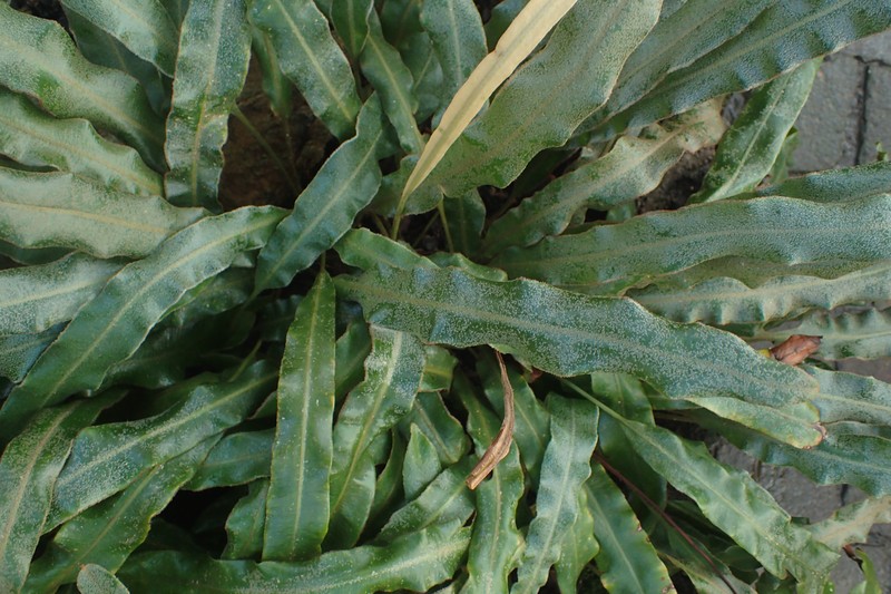 Elaphoglossum rupestre photo 2