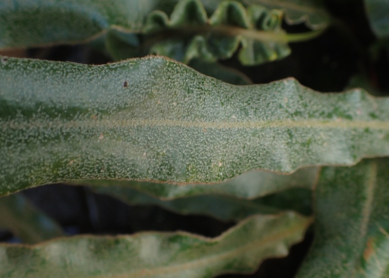 Elaphoglossum rupestre photo 3