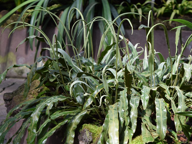 Elaphoglossum rupestre photo 4