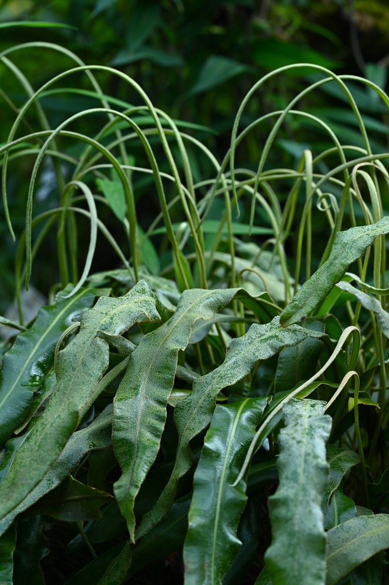 Elaphoglossum rupestre photo 5