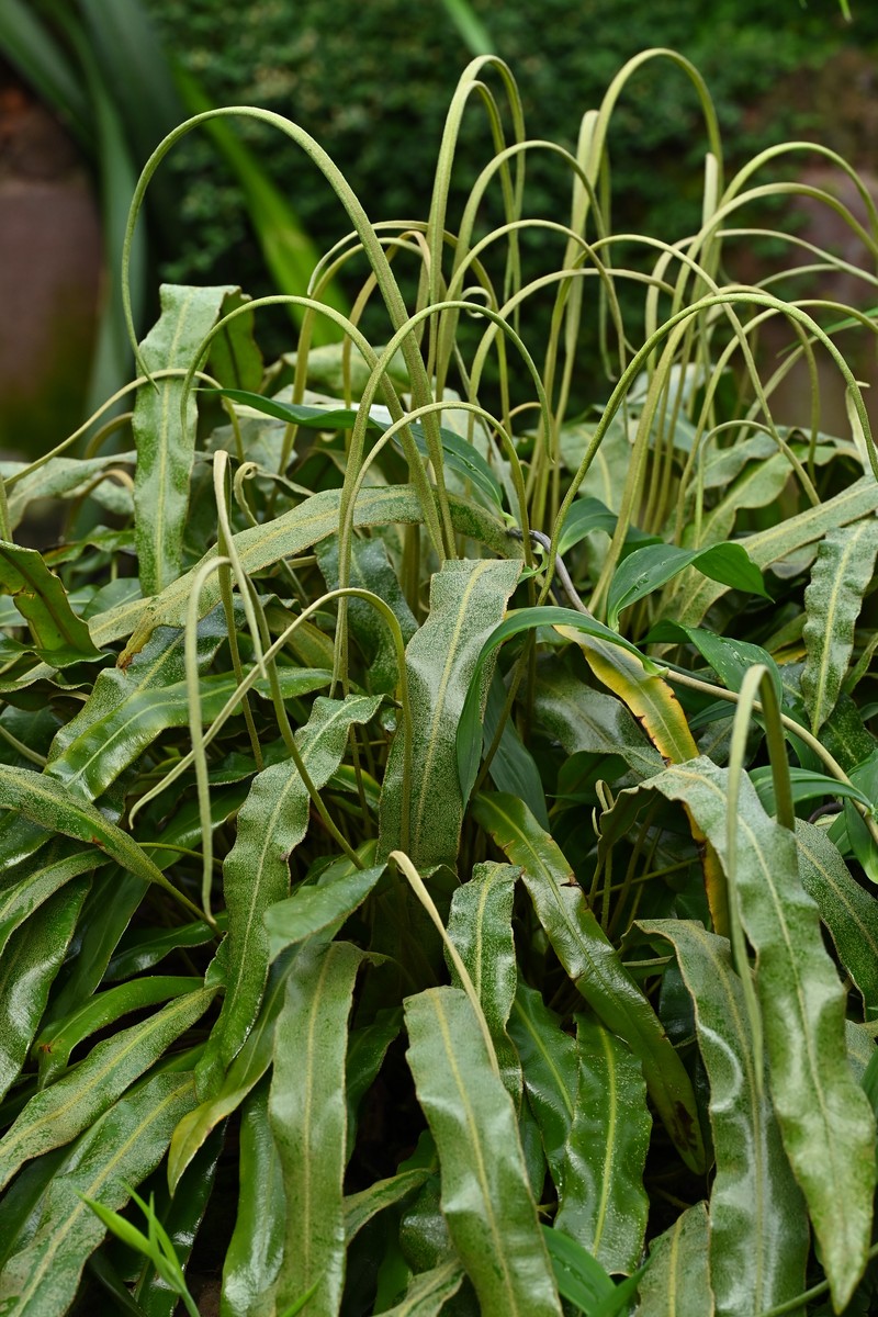 Elaphoglossum rupestre photo 6