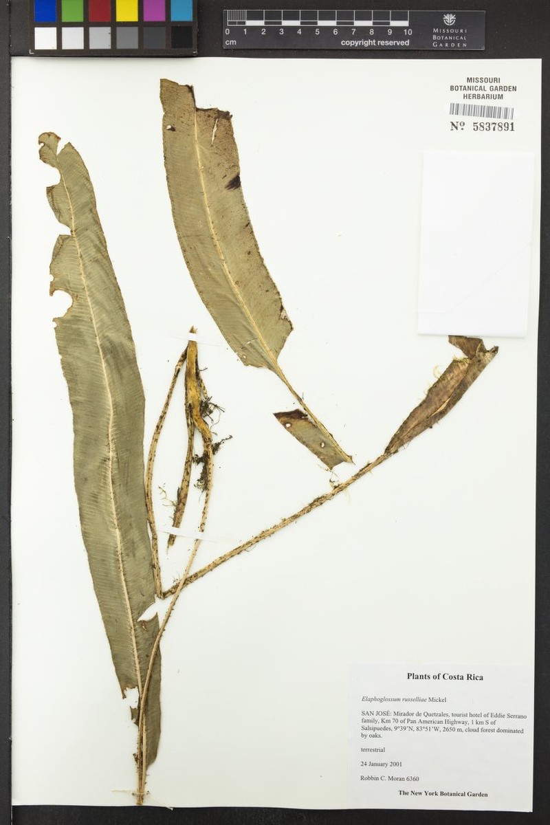 Elaphoglossum russelliae