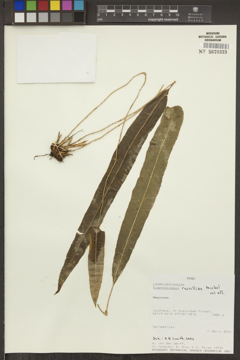 Elaphoglossum russelliae photo 2