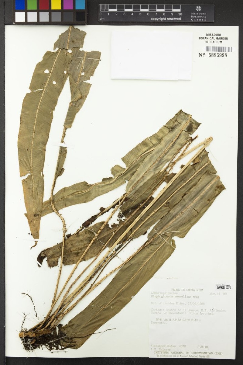 Elaphoglossum russelliae photo 3