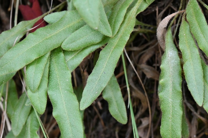 Elaphoglossum rzedowskii