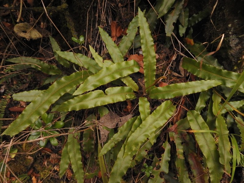 Elaphoglossum rzedowskii photo 2