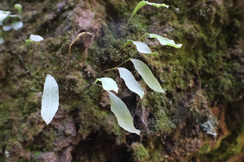 Elaphoglossum rzedowskii photo 3