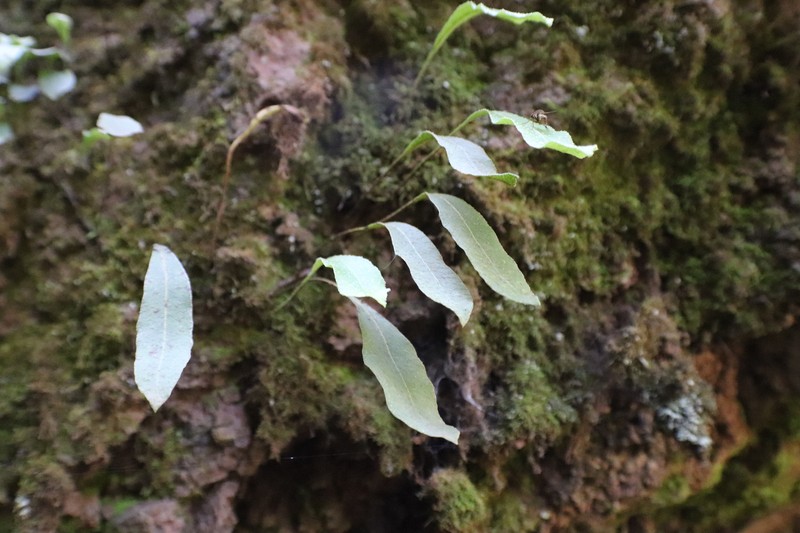 Elaphoglossum rzedowskii photo 4