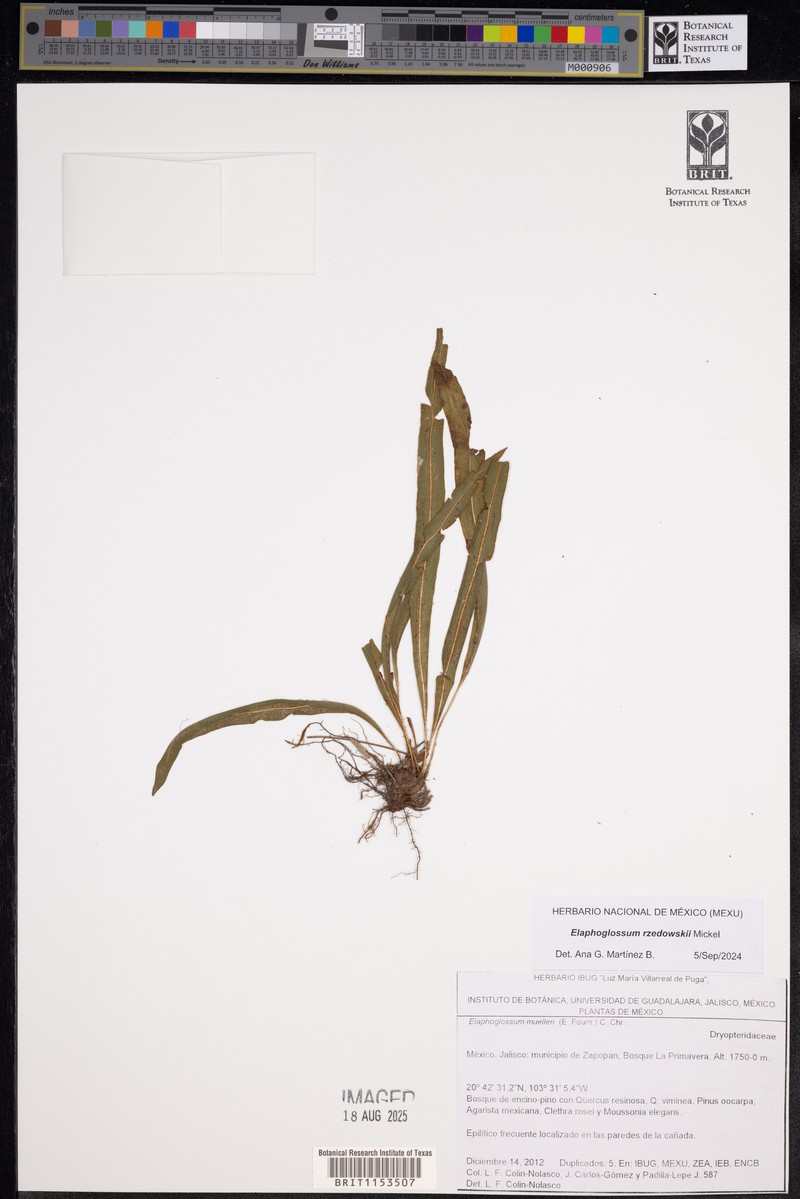 Elaphoglossum rzedowskii photo 5