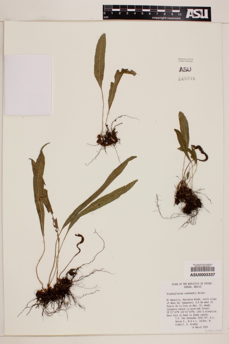 Elaphoglossum rzedowskii photo 6
