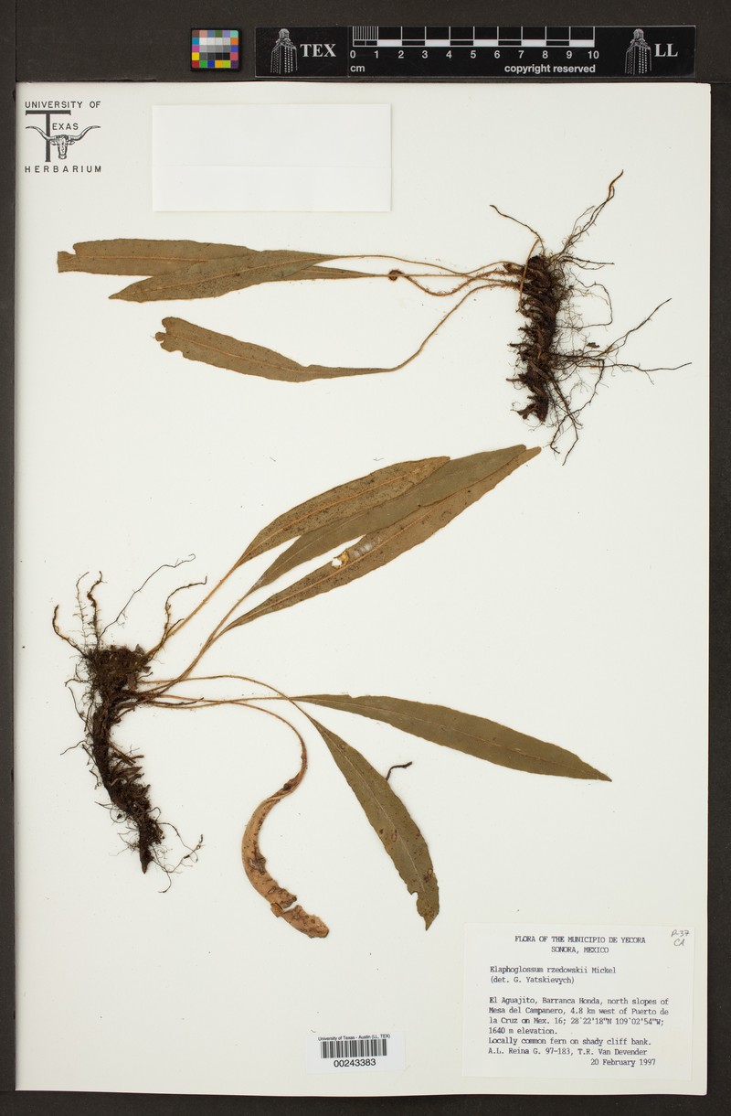 Elaphoglossum rzedowskii photo 7