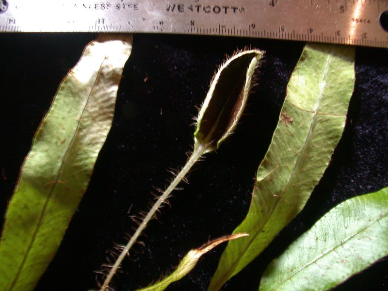 Elaphoglossum samoense photo 2