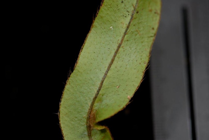 Elaphoglossum samoense photo 3