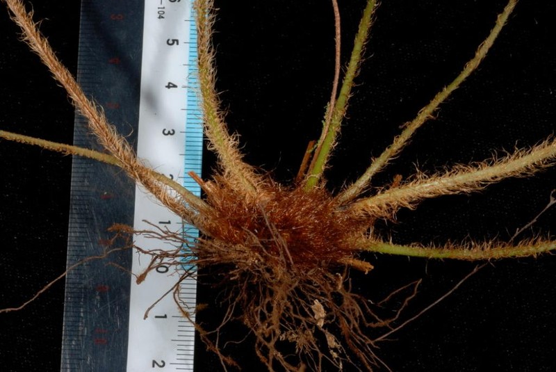 Elaphoglossum samoense photo 4