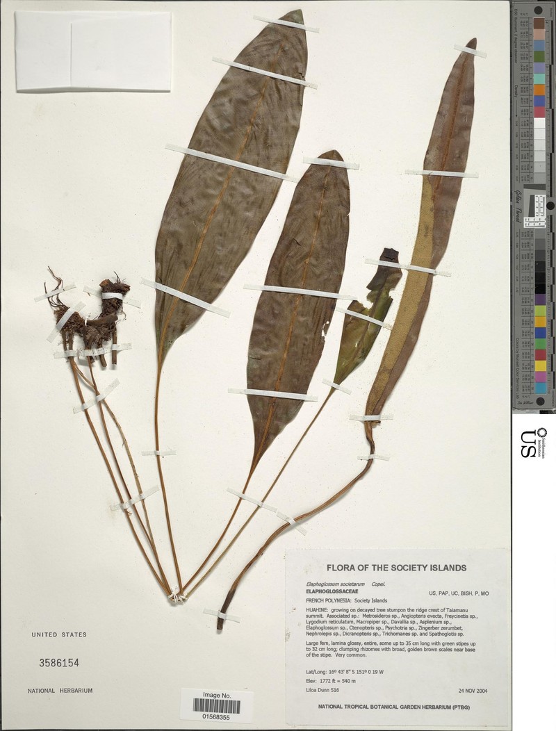 Elaphoglossum samoense photo 5