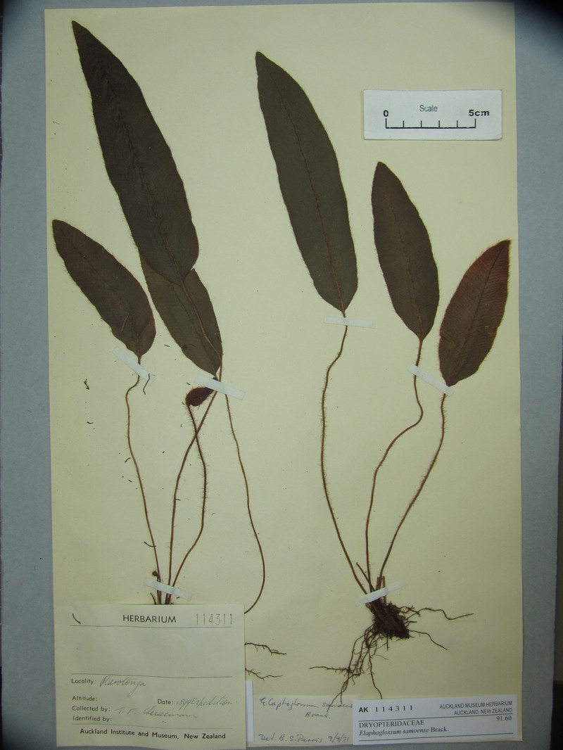 Elaphoglossum samoense