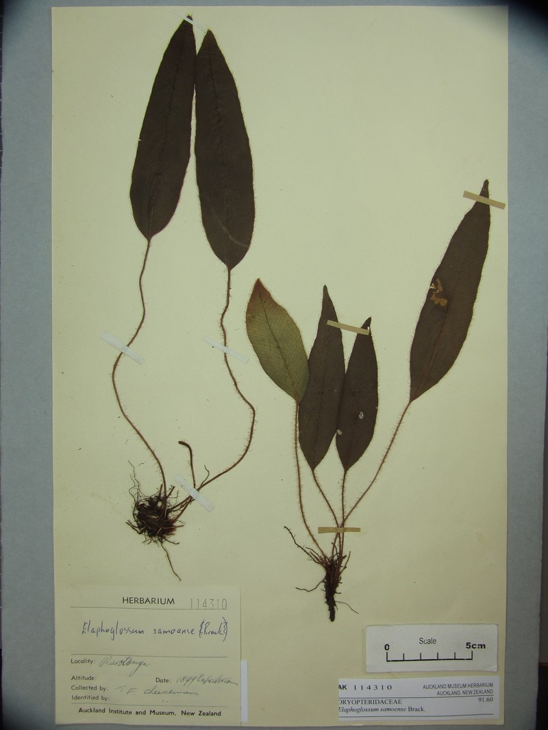 Elaphoglossum samoense photo 6