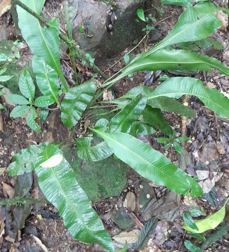 Elaphoglossum sartorii