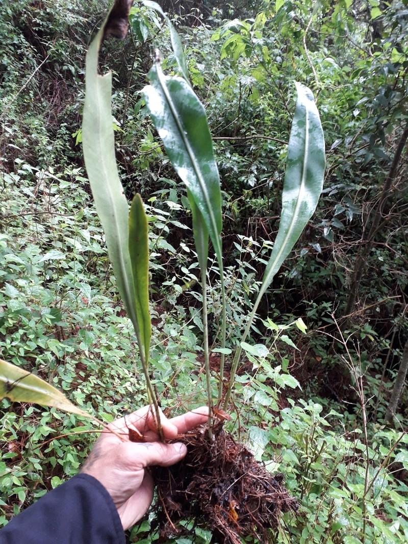 Elaphoglossum sartorii photo 2