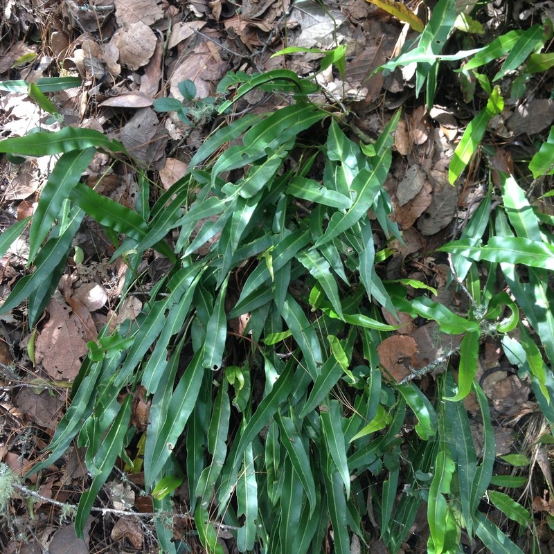 Elaphoglossum sartorii photo 4