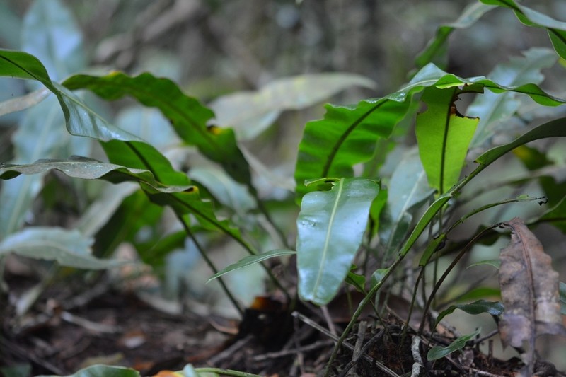 Elaphoglossum sartorii photo 5