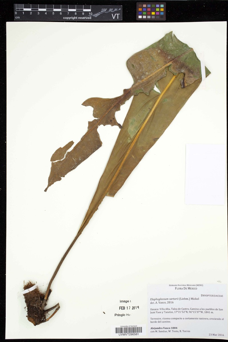Elaphoglossum sartorii photo 6