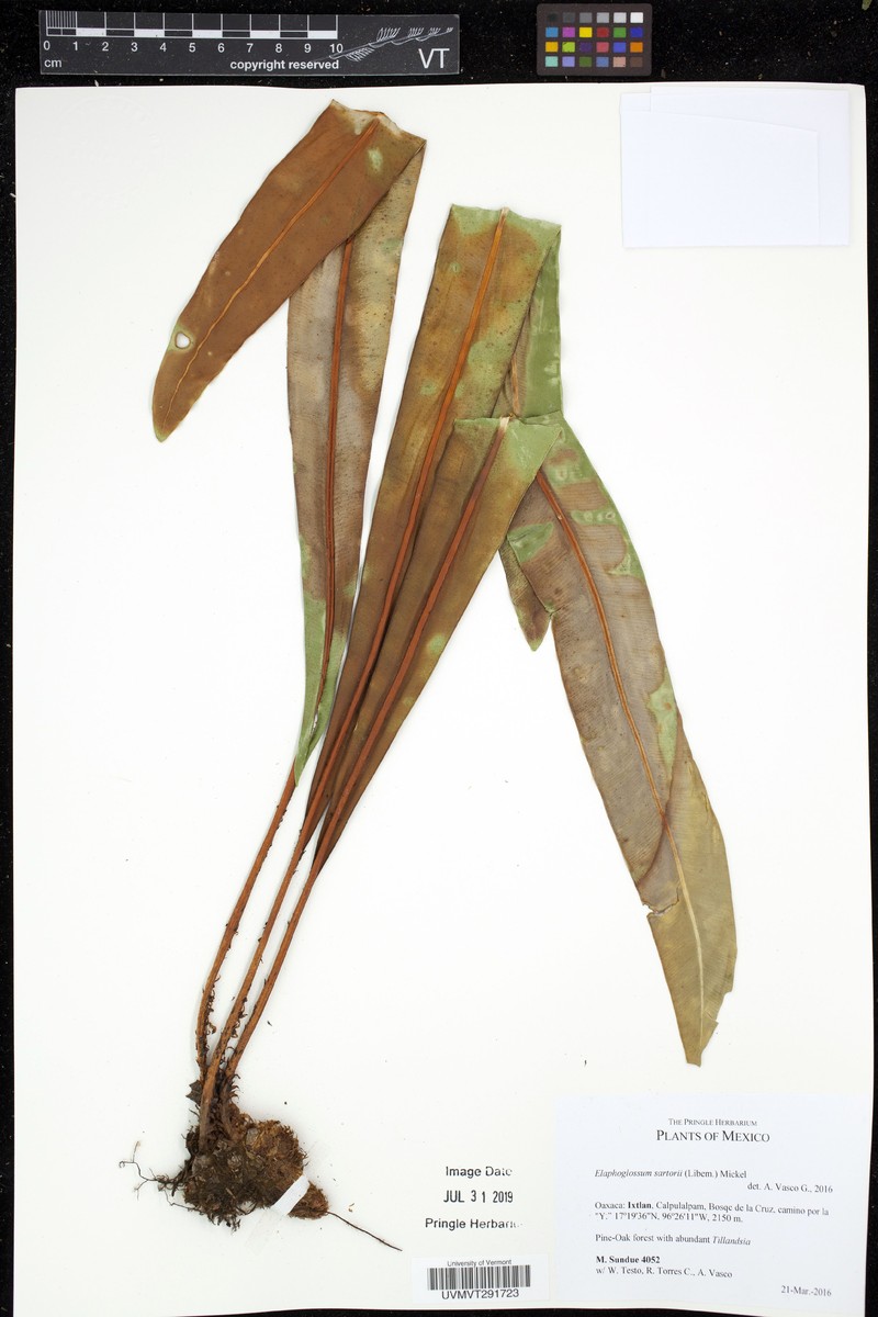 Elaphoglossum sartorii photo 7