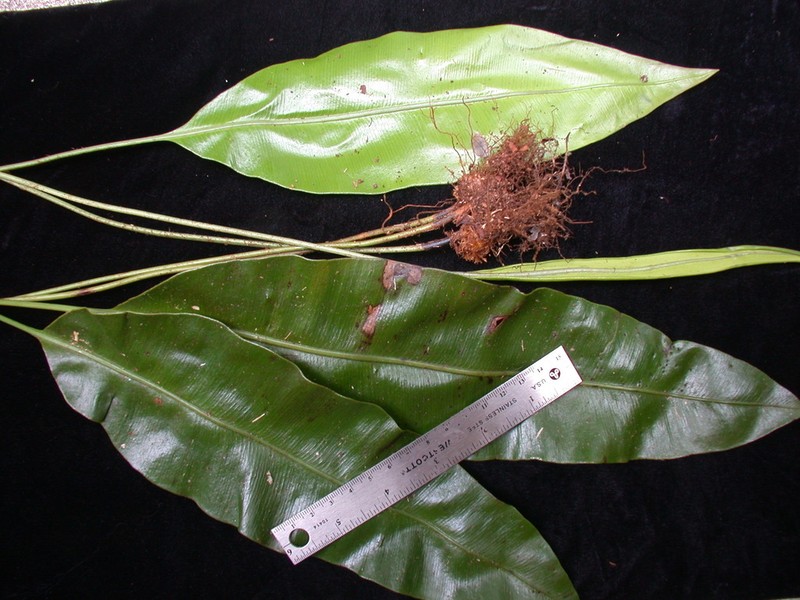 Elaphoglossum savaiense photo 2