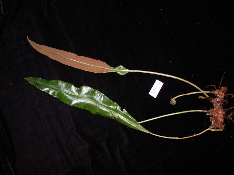Elaphoglossum savaiense photo 3
