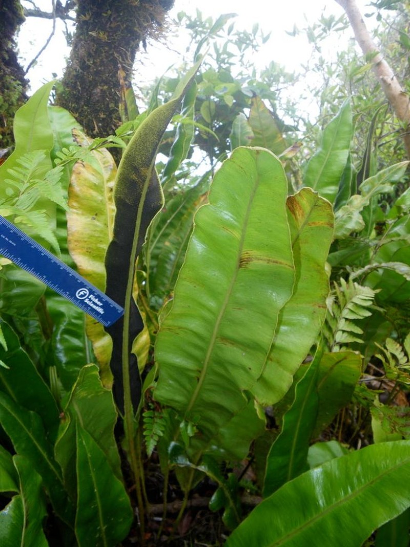 Elaphoglossum savaiense photo 4