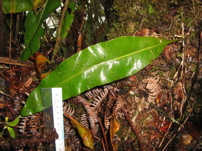 Elaphoglossum savaiense photo 5