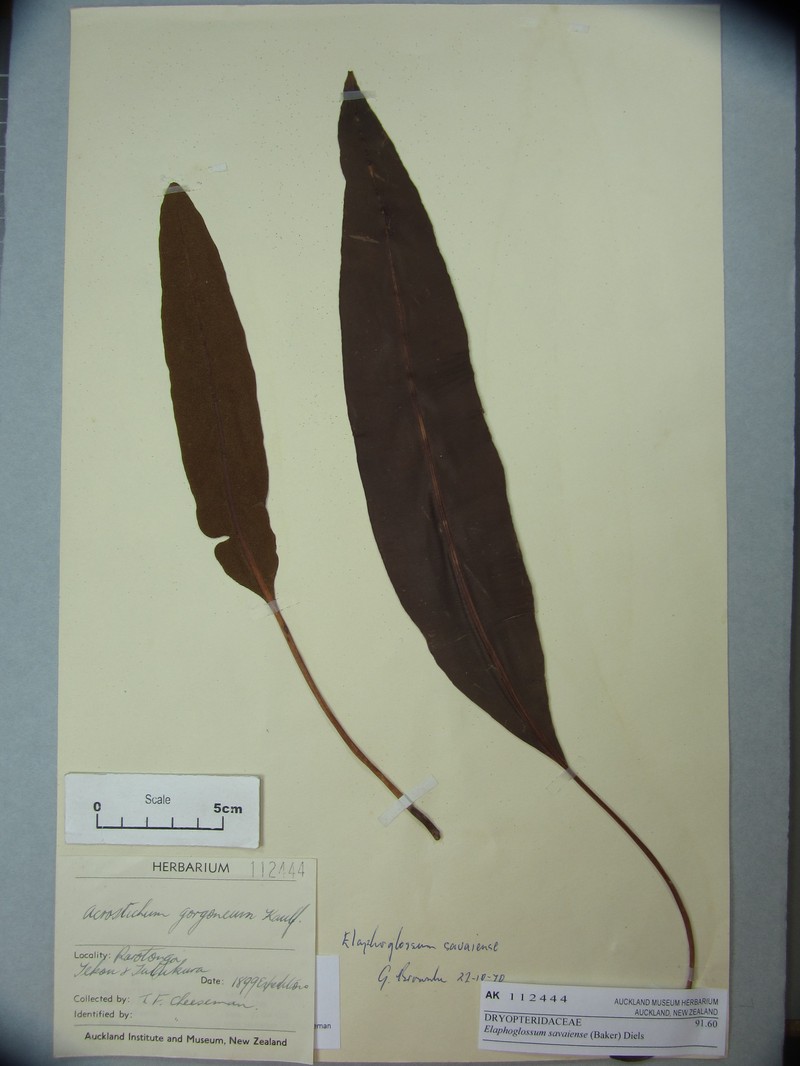 Elaphoglossum savaiense