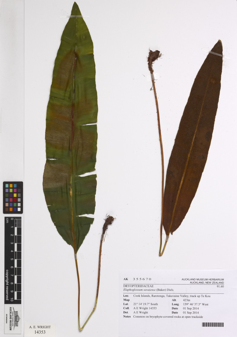 Elaphoglossum savaiense photo 6