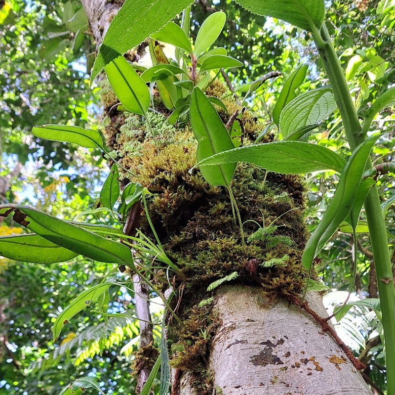Elaphoglossum scandens