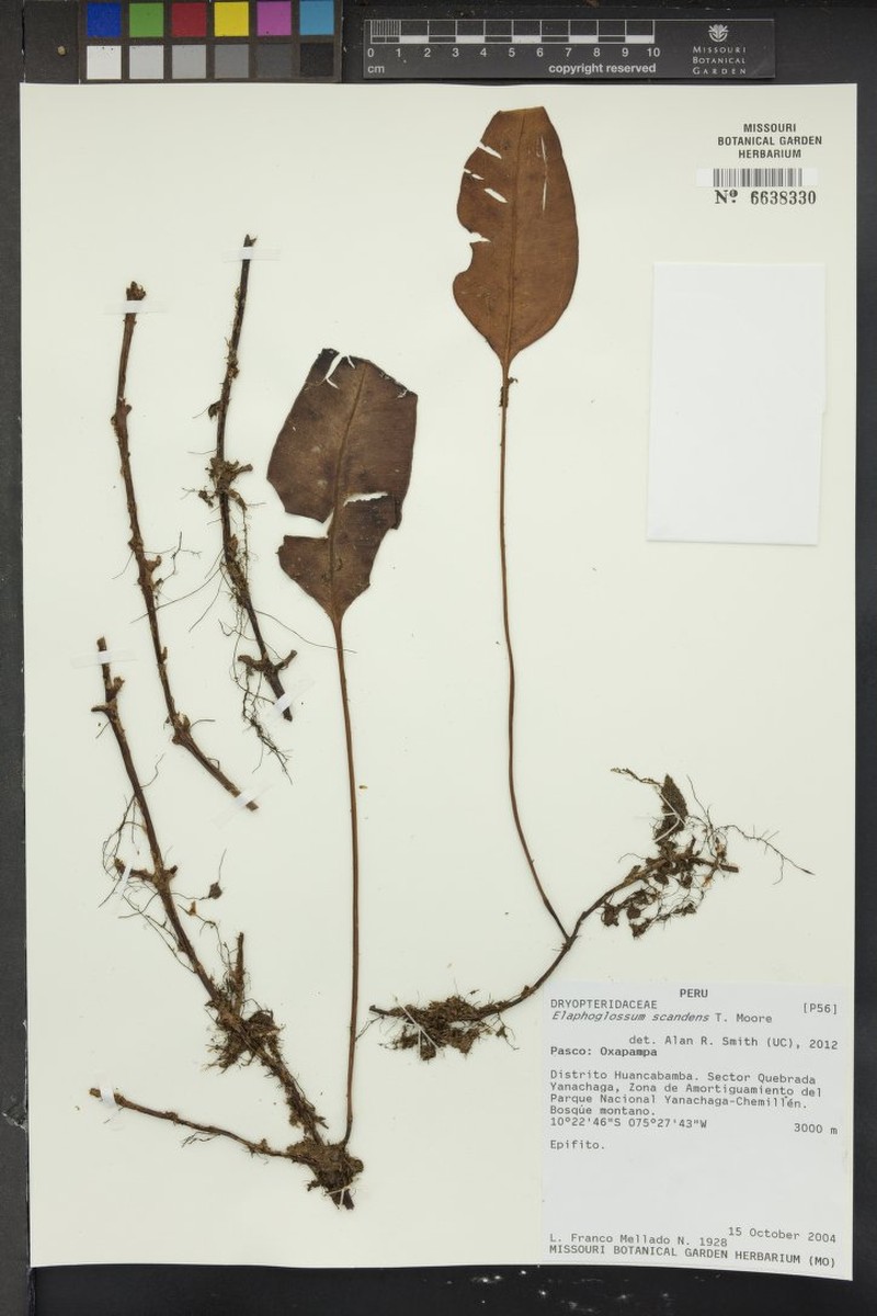 Elaphoglossum scandens photo 2
